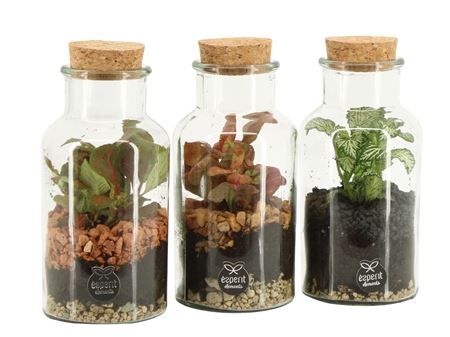 Arr Recreate Terrarium 41547