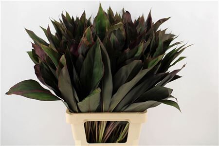 Cordyline Frut Royal Red 72cm