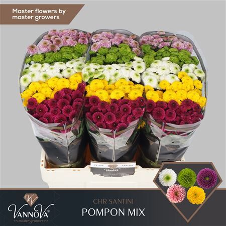 Chr S Mix Pompon