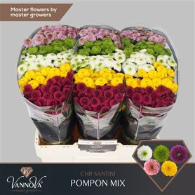 Chr S Mix Pompon