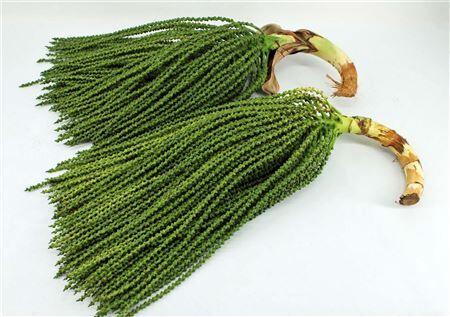 Caryota Stem Super