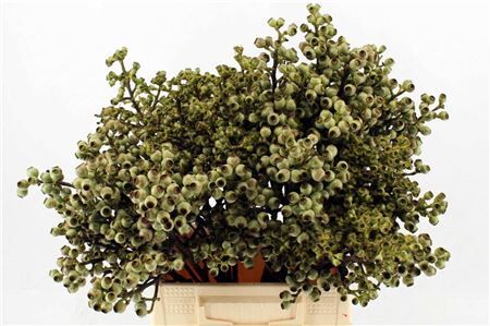 Euca Torriliana 40 Cm P Stuk