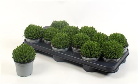 Hebe P10 Emerald Groen
