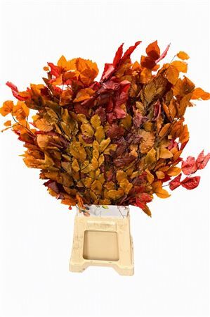 Pres Beuk Autumn P Bunch