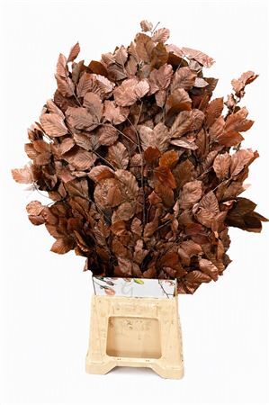 Pres Beuk Brown P Bunch
