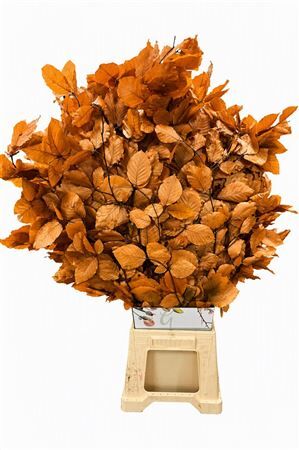 Pres Beuk Orange P Bunch
