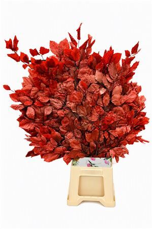 Pres Beuk Red P Bunch