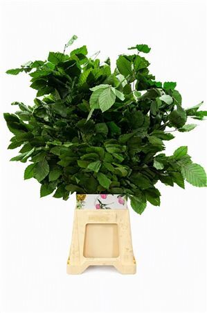 Pres Beuk Green P Bunch