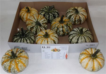 Sier Cuc Cucurbita P-ke Mon