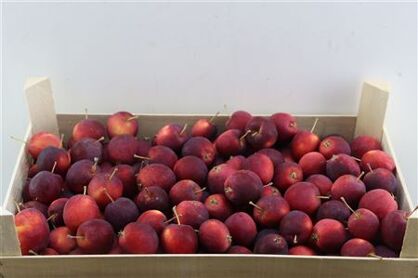 Sier Appels Red P Box