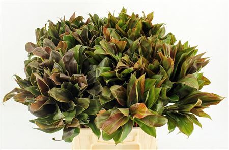 Cordyline Caramel Compactum 52cm