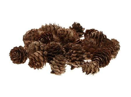 Hobby Pinecone Baby 40g L2