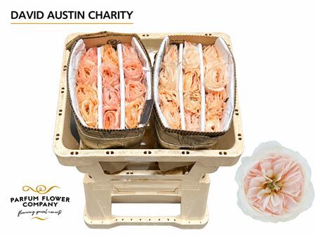 Rosa David Austin Charity