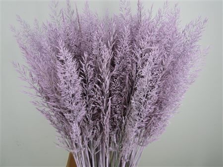 Calamagrostis Brachy L Milka