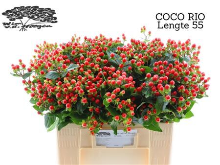 Hyp Coco Rio Spray