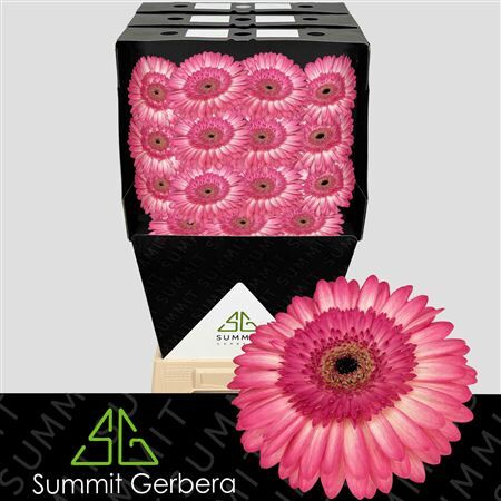 Ge Gr Panna Cotta Diamond
