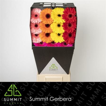 Ge Gr Mixed On Row Diamond
