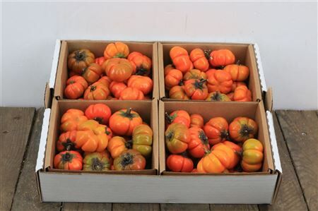 Sier Cuc Solanum X4