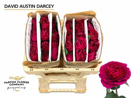 Rosa David Austin Darcey