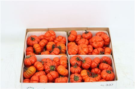 Sier Cuc Solanum X4
