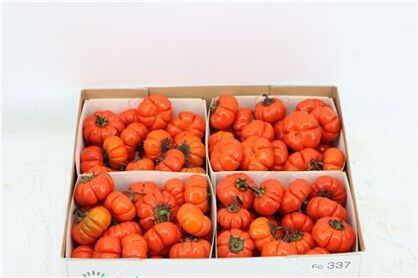 Sier Cuc Solanum X4