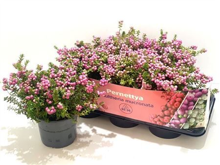 Pernettya Mucronata Roze