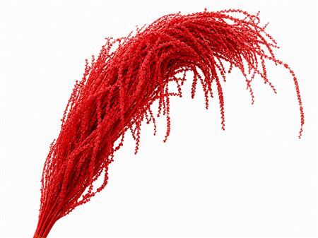 Dried Bleached Amaranthus Caudatus Red