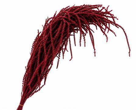 Dried Bleached Amaranthus Caudatus Wine Red
