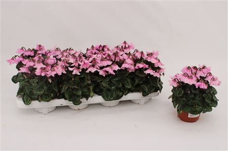 Cycl Per Ss Petticoat Soft Pink