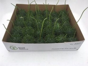 Sier Cucumis Egel L Holl X30