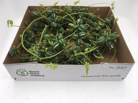 Sier Cuc Diplocyclos P Box 7mtr