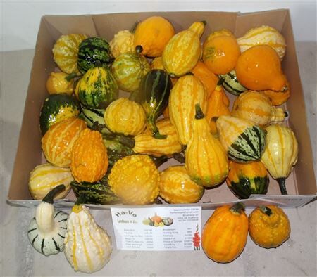 Sier Cuc P Maya Mix X40