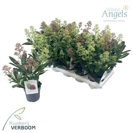 Skimmia Jap Double Diamond 4+