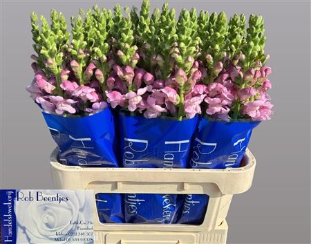 Antir Op Lavender