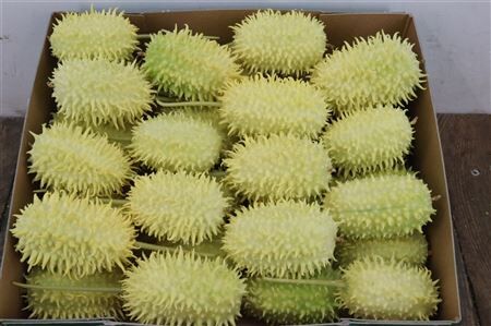 Sier Cucumis Antilliaans P Box