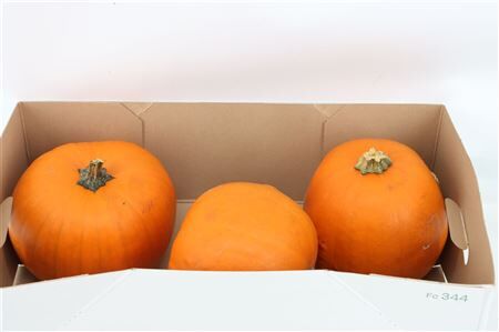 Sier Cuc P Maxima Halloween X3