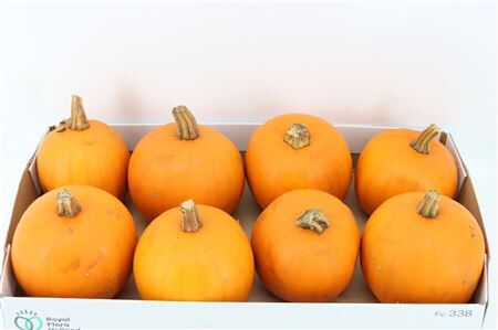 Sier Cuc P Maxima Halloween X8
