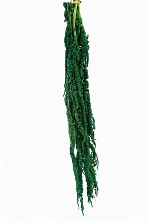 Pres Amaranthus Dark Green X5 Bunch
