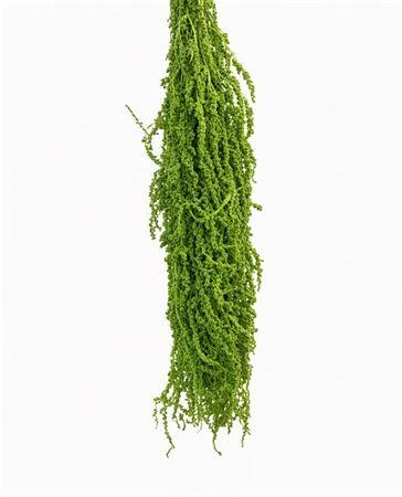 Pres Amaranthus L Green X5 Bunch