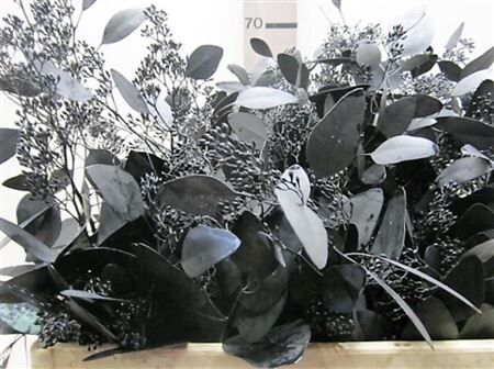 Eucalyptus Pop Bes Black