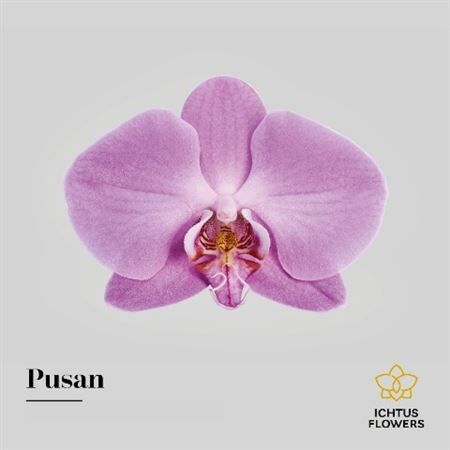 Phal Anthura Pusan