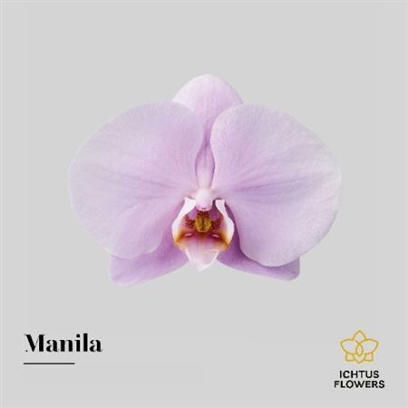 Phal An Manila