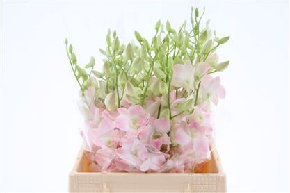 Dendro Cinta Sweet Sg