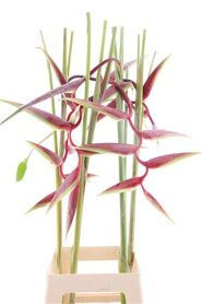 Hel Sexy Scarlet (mg)