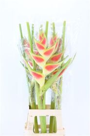 Hel Wagneriana Yellow (mg)