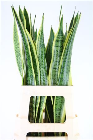 Sanseveria Golden Cobra (mg)