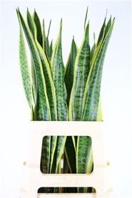 Sanseveria Golden Cobra (mg)