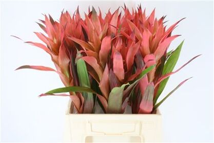 Bromelia Lipstick