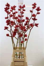 Hohenbergia Stellata 110cm