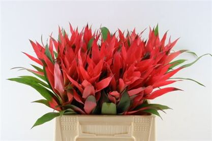 Bromelia Neon Pink